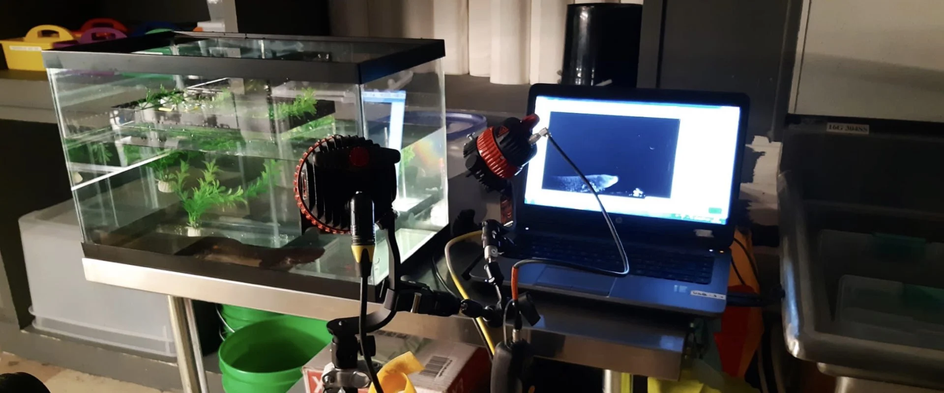 Une installation de tournage comprenant un réservoir rempli d'eau avec une salamandre à côté d'un ordinateur avec une caméra et des lumières.