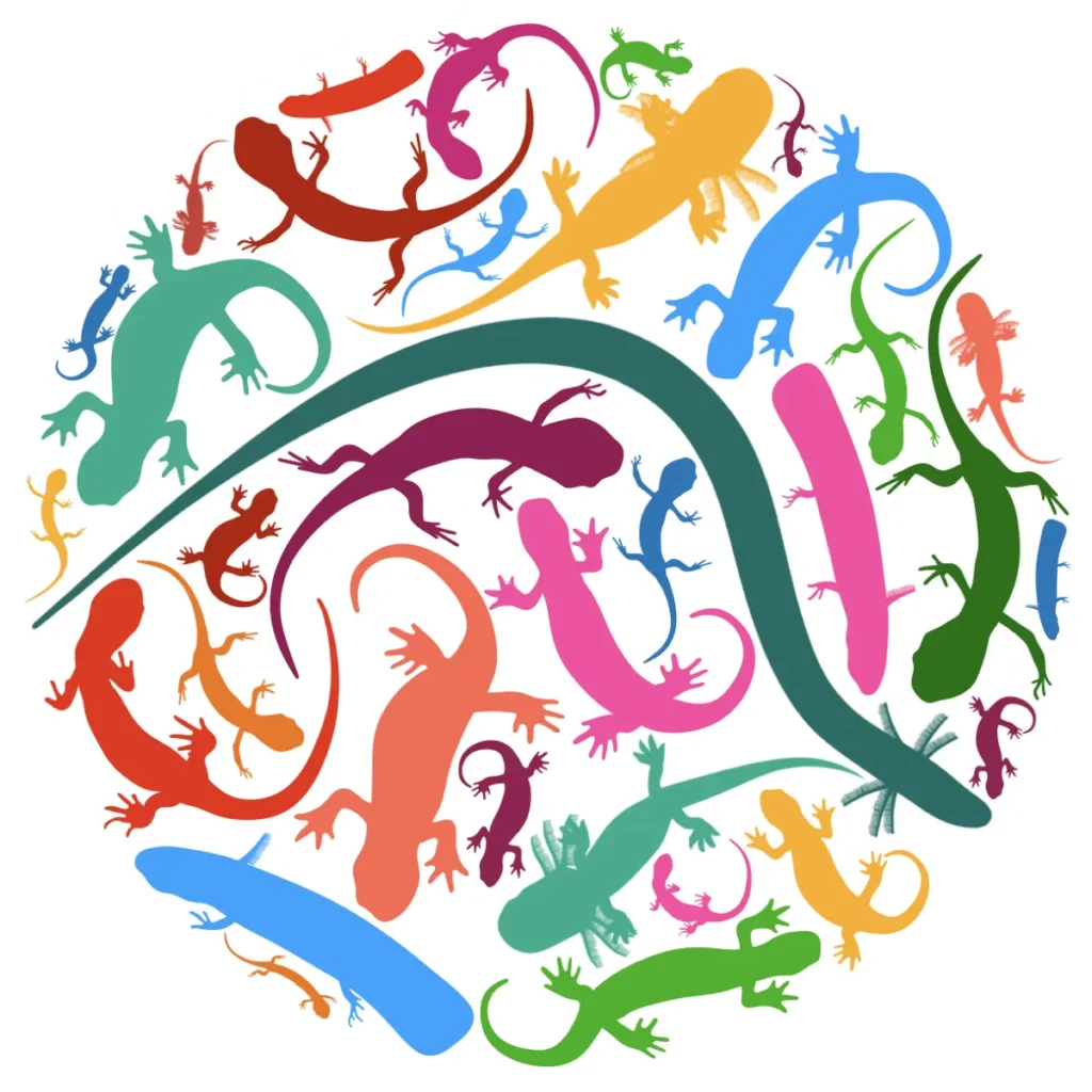 Collage de salamandres multicolores illustrées et d'autres espèces du groupe Caudata disposées en cercle