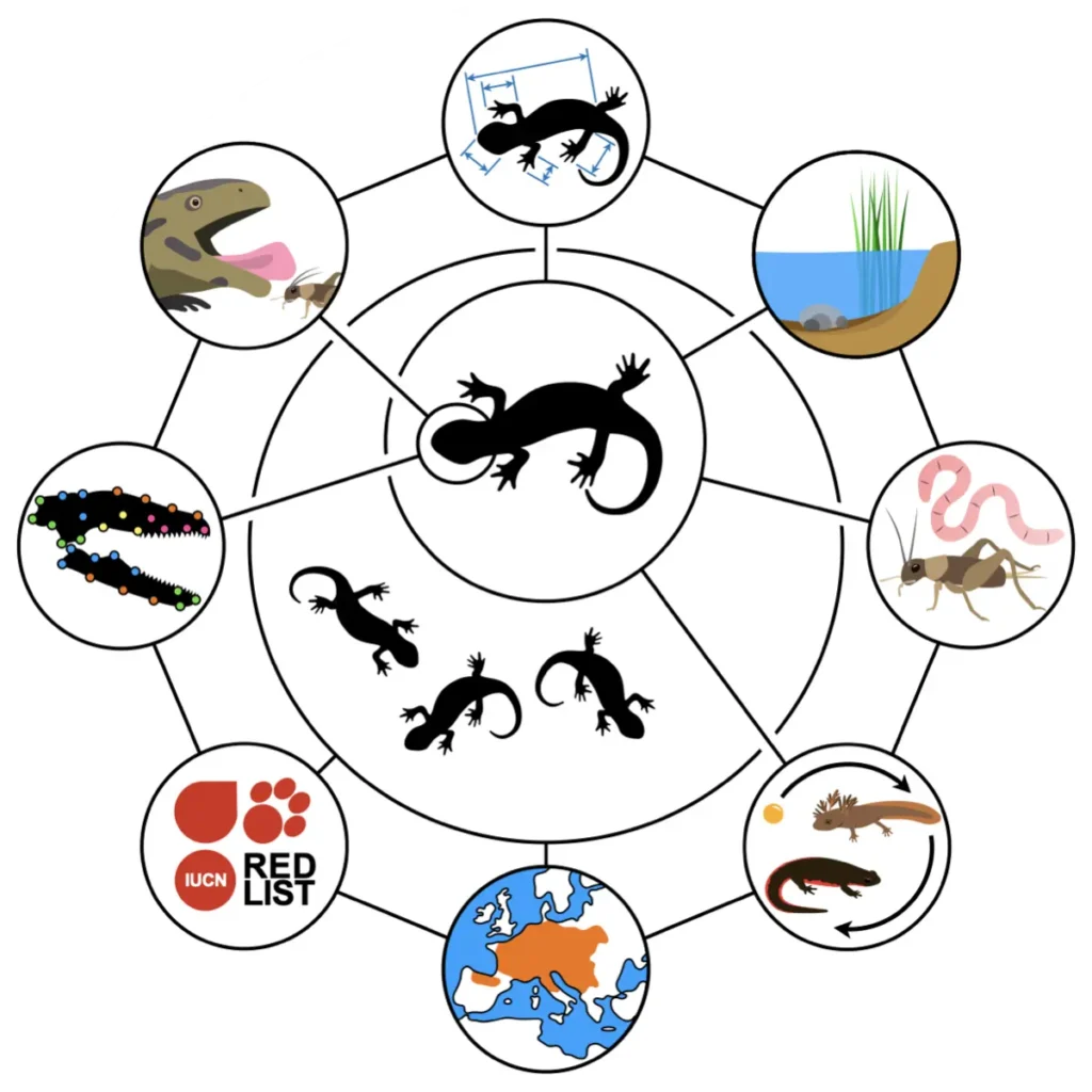 Illustration représentant des ensembles de données interconnectés avec une série de cercles connectés et concentriques comportant des dessins de données morphométriques, phénotypiques et environnementales.