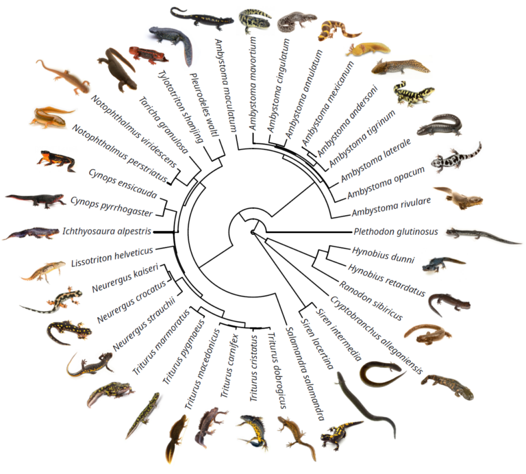 Kreisförmige Phylogenie ausgewählter Salamanderarten mit Fotos für jede Art