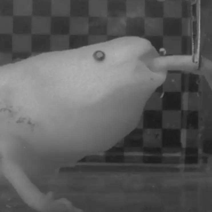 Videostandbild eines ausgewachsenen Axolotls (Ambystoma mexicanum) beim Saugen unter Wasser