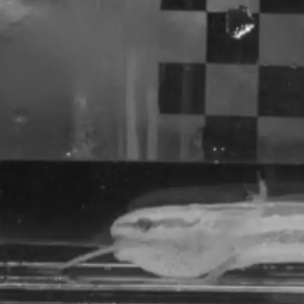 Videostandbild des gefrosteten Flachwaldsalamanders Ambystoma cingulatum bei der Saugfütterung von Larven