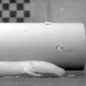 Image vidéo d'un olm (Proteus anguinus) en train de se nourrir par succion