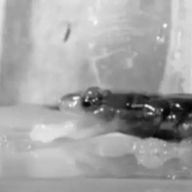 Standbild aus dem Video eines ausgewachsenen Nördlichen Schleimsalamanders (Plethodon glutinosus) beim Fressen über Wasser