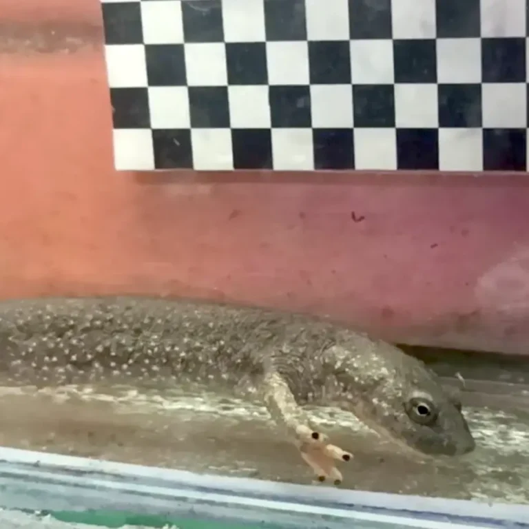 Standbild aus einem Video vom Pyrenäenmolch (Calotriton asper), der unter Wasser frisst