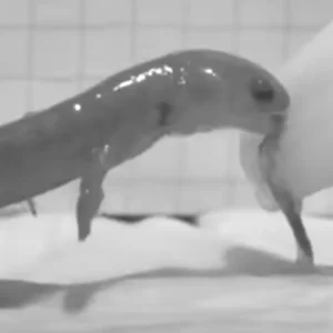 Video still of salamander leaping for food