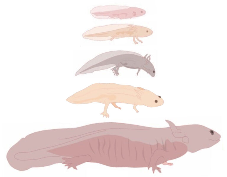 Illustrations of Ambystoma mexicanum (Axolotl) at different developmental stages from larva to adult