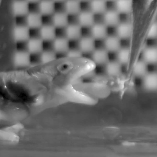 Still from video of adult tiger salamander being fed prey with tweezers