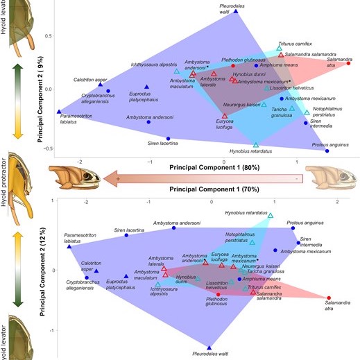 Two figures of a principal components analysis showing how salamanders with different life cycles differ in their muscle volume and cross sectional area